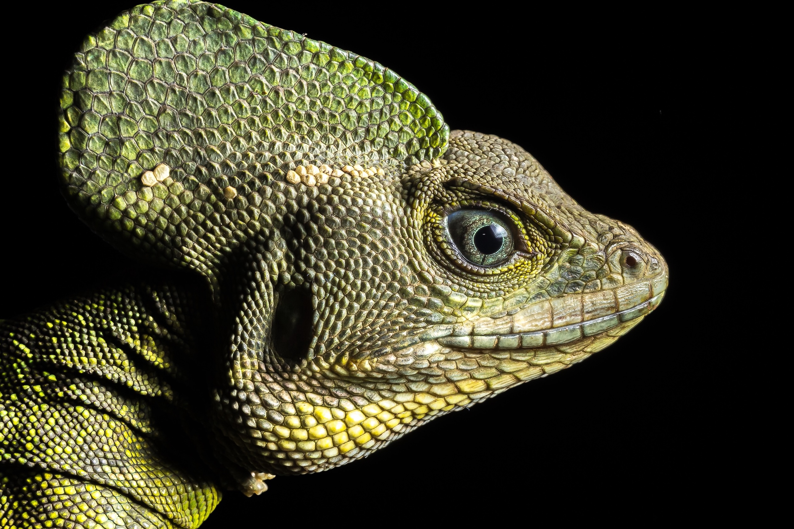 Wild Colombia: Birds & Wildlife Photo Expedition 10D - 9N